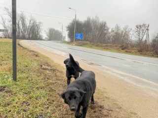 Брошенных на дороге собак-близнецов хотят снова вернуть на обочину после передержки