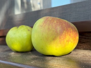 Яблоки в Мало-Вяземской школе не прошли ГОСТ