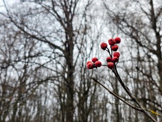 Зима показалась на горизонте: синоптики рассказали, когда в Подмосковье придут морозы