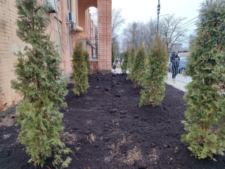 Девять туй появятся на улице Южной после демонтажа павильонов