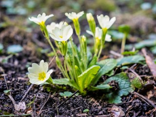 Аномально зацвело: что будет с растениями и доживут ли они до весны в Подмосковье