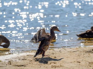Какие водоемы очистят в Подмосковье в 2026 году