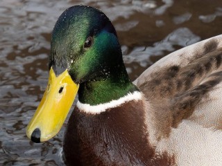 Экологи объяснили жителям Одинцова, как правильно кормить уток зимой