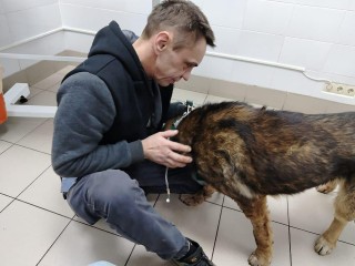 «Вот они, стреляй»: двух собак убили догхантеры на глазах хозяев в Подмосковье