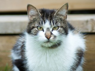 Кот-болтун ищет хозяев в Тимонове