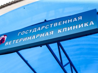 Бешенство подозревают у собаки в СНТ рядом с Каширой