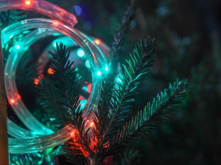 Для тех, кто еще не успел: какое дерево лучше поставить дома вместо елки