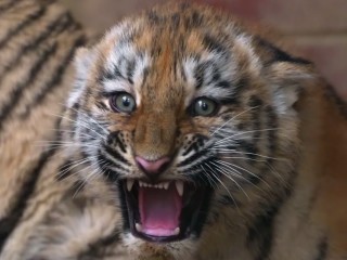 В Подмосковье у амурских тигров Шивы и Амура-Ориона родилась королевская двойня