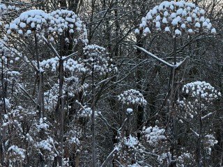 Демоны и метели: как предки 24 декабря на Никона боролись с нечистью, которая стучится в двери