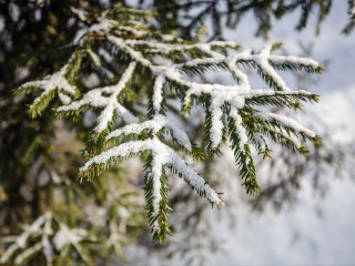 Хотели праздник, а получите срок: какие последствия грозят за незаконную вырубку новогодней ели