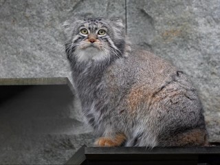 Самый знаменитый кот Московского региона добавил в русский язык новое слово