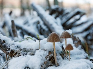 Зимние сюрпризы: куда отправиться можайским грибникам за декабрьским урожаем