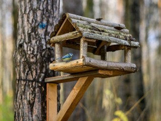 Тепло для крыльев: как принять участие и победить в онлайн-конкурсе на лучшую кормушку для птиц