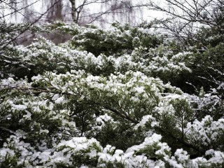 Вслед за воскресным похолоданием в Подмосковье нагрянет «быстрый» снег