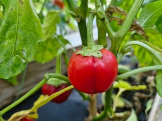 Когда сеять рассаду перцев по лунному календарю: благоприятные дни декабря 2025 и января 2026