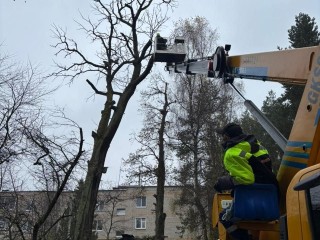 Защита от падающих деревьев: коммунальщики Пушкино создают безопасную среду