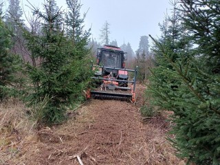 Операция «Прочистка»: как в Чеховском округе формируют лесное будущее