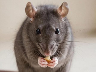 Больше крыс не будет: администрация решит проблему в Левобережном