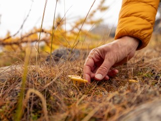 Аномальный декабрь принес небывалый урожай лисичек: где собирать грибы