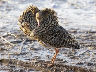 Посмотрите на него: в «Лосином острове» замечена уникальная птица из Красной книги