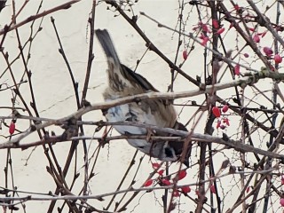Сойкин день 11 декабря: что нельзя делать, чтобы не потерять удачу