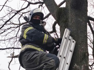 От дерева до объятий: финал приключения бездомного кота, который решил покорить вершину