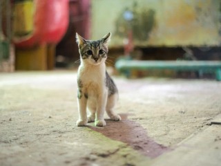 Дорогой мой котик: цены на корм для животных резко изменятся после этих дат