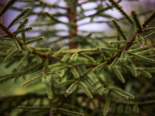 Не дайте елке умереть от шока: зачем поить дерево алкоголем перед установкой?