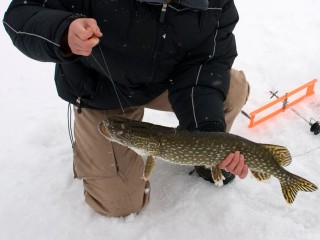 Щука, карп и окунь: какую рыбу и где можно поймать зимой во Фрязине