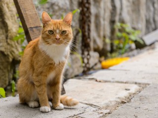 Потерявшегося «директора магазина» ищут в Красноармейске