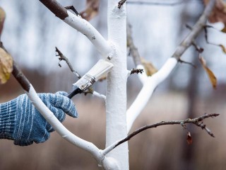 Работы в саду не заканчиваются в декабре: что нужно сделать для защиты, а что отложить до весны