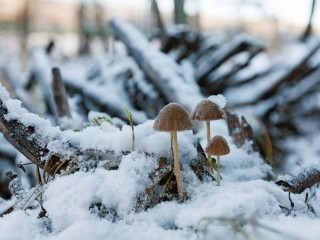 Самый опасный день в году: традиции и приметы 29 декабря