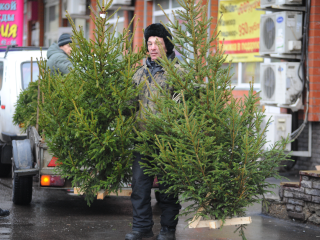 Праздник с последствиями: «новогодние» клещи нападают на жителей