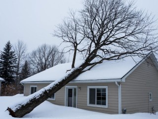 Как спасти деревья зимой: простые действия, которые защитят от снега и льда