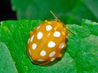 «Она спала в хурме»: как бронничанка чуть божьей коровкой не отравилась