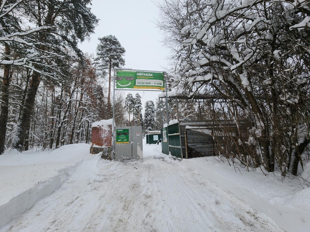 В Черноголовке принимают живые ели, пихты и сосны на переработку