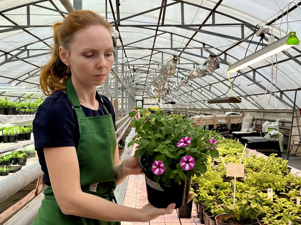 Как вырастить петунии из семян: особенности и правильная техника для рассады