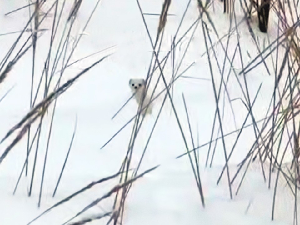 Маленькая охотница в большом городе: жители Одинцова сняли на видео ласку, гуляющую по сугробам