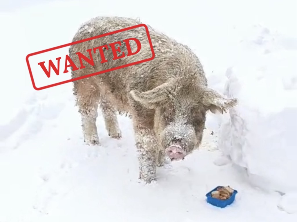 «Не поладил из‑за самок и обиделся»: хозяйка объяснила побег хряка-гиганта с раменской фермы