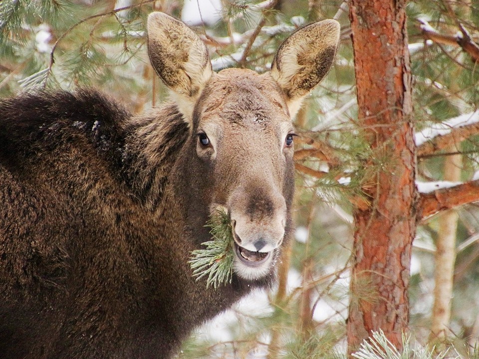 Тайна «голой» сосны: в Приокско-Террасном заповеднике нашли дерево, которое любят все лоси