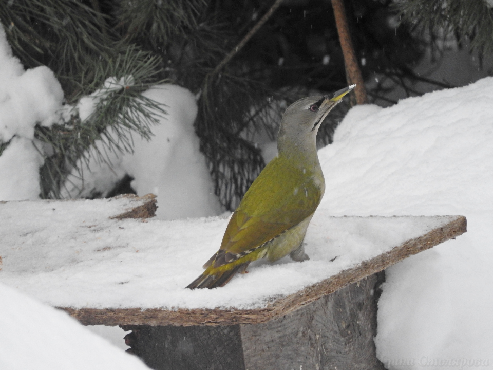 Краснокнижный седой дятел прилетел в Павловский Посад