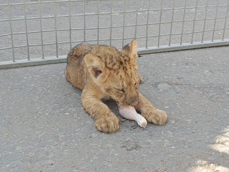 Львица Шейла с переломанными лапами учится двигаться