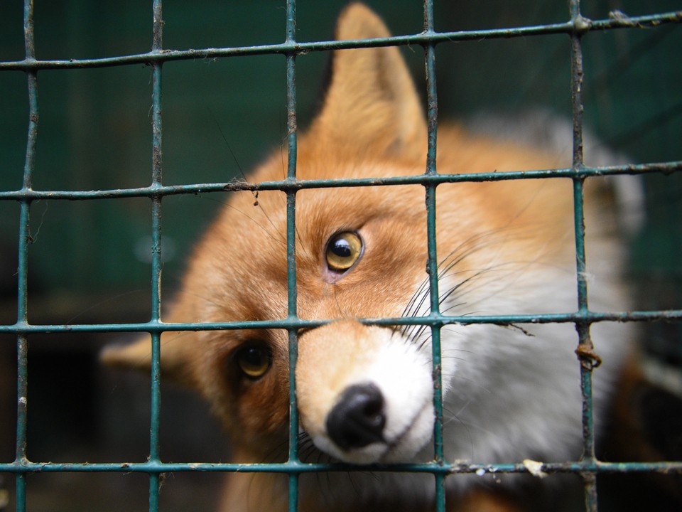 Пугающего вида лиса повстречалась жителям в центре Мытищ