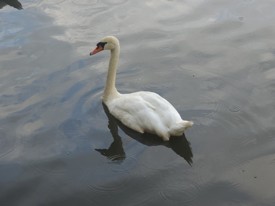 Экологи Мытищ спасли лебедей на Яузе из ледяной ловушки