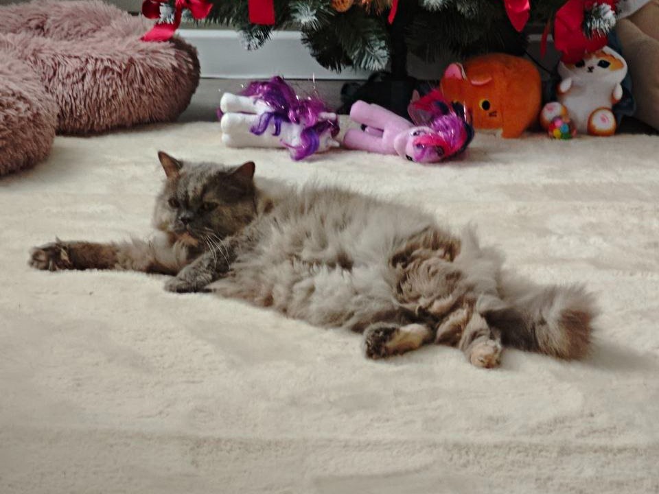 Особенности ухода за кошками зимой: проблемы, о которых владельцы часто не задумываются