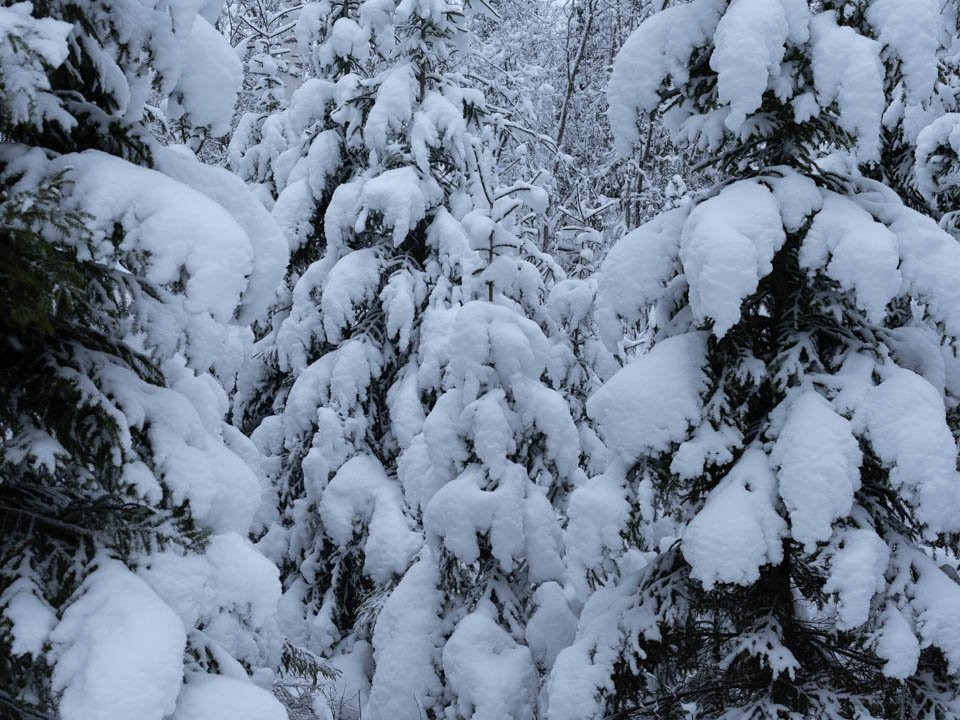Подмосковье засыпет снегом: синоптик назвал день, когда ожидаются самые сильные осадки