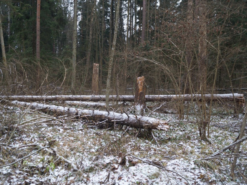 Лечение топором и наукой: в «Русском лесе» уберут 150 опасных деревьев