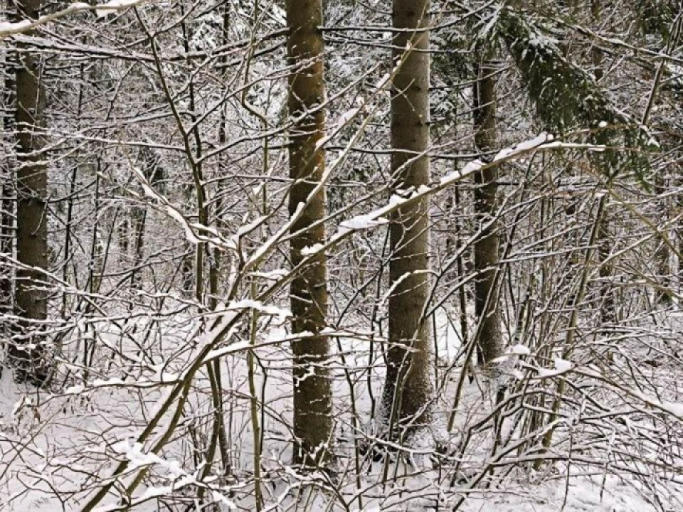 Снежная картина Подмосковья: где циклон оставил больше всего осадков