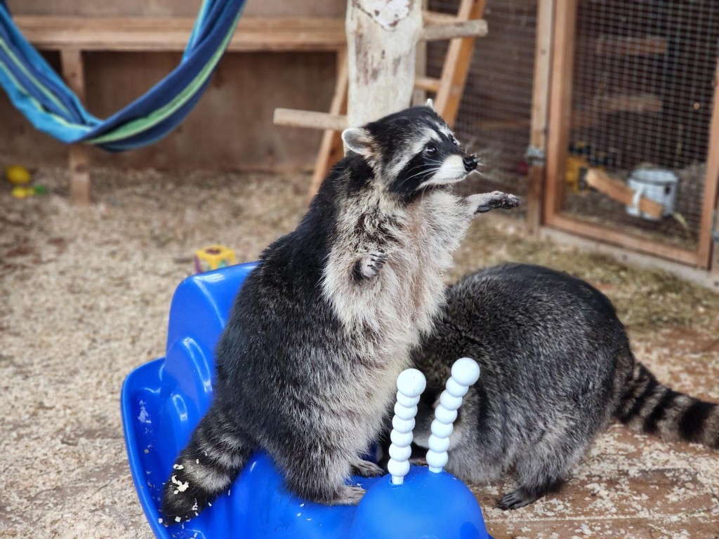 Еноты тоже любят сюрпризы: что именно подарили звезде тв-рекламы из Хотькова