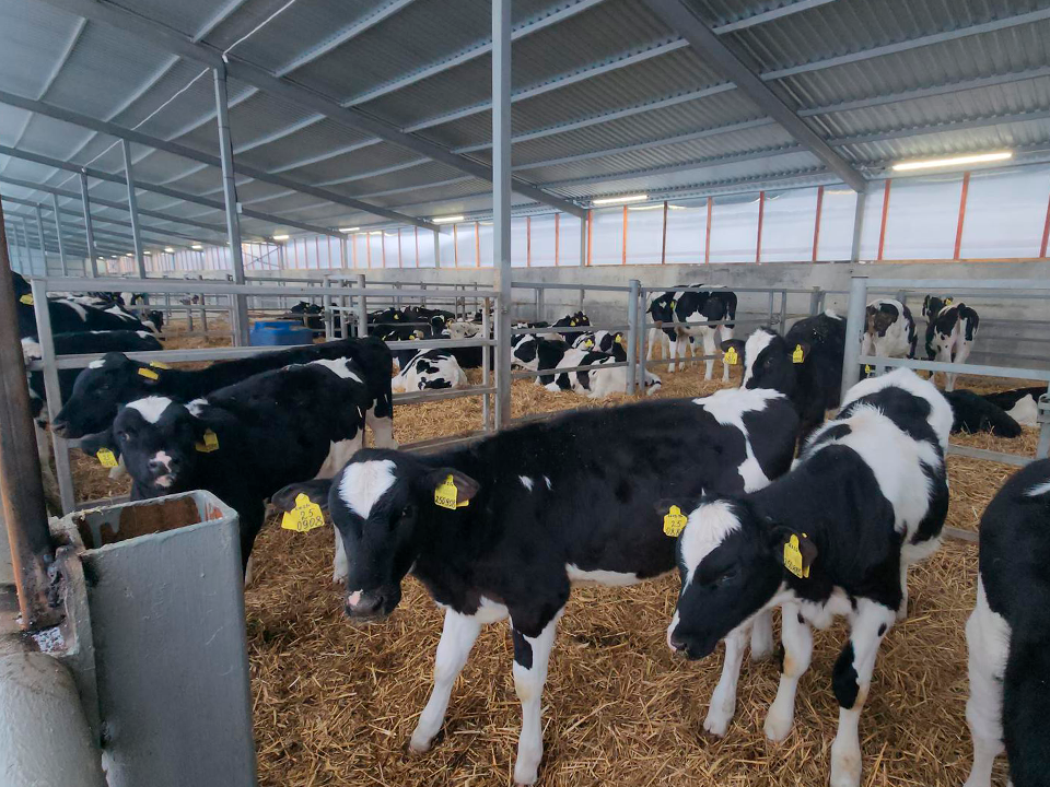 Первоклассные телки: какие условия создали для коров на молочной ферме под Зарайском
